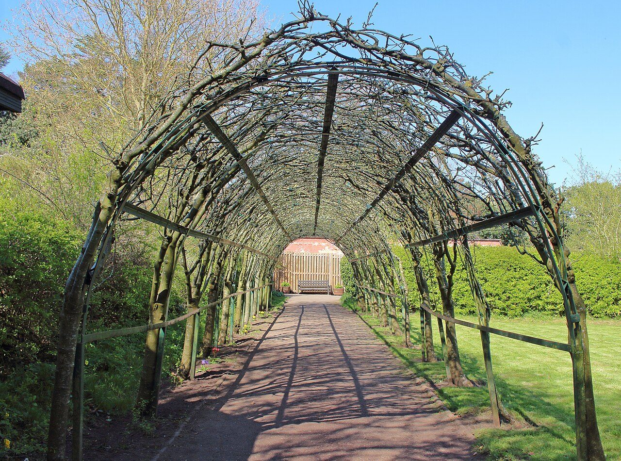 The laburnum arch in the walled garden at Royden Park