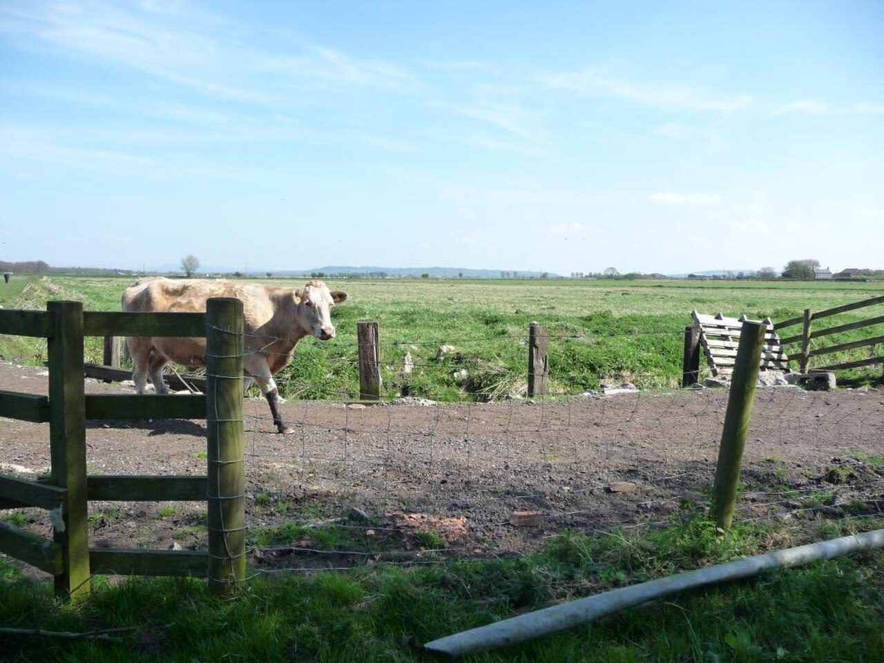 A cow at the fence of a field at Windmill Animal Farm, Burscough