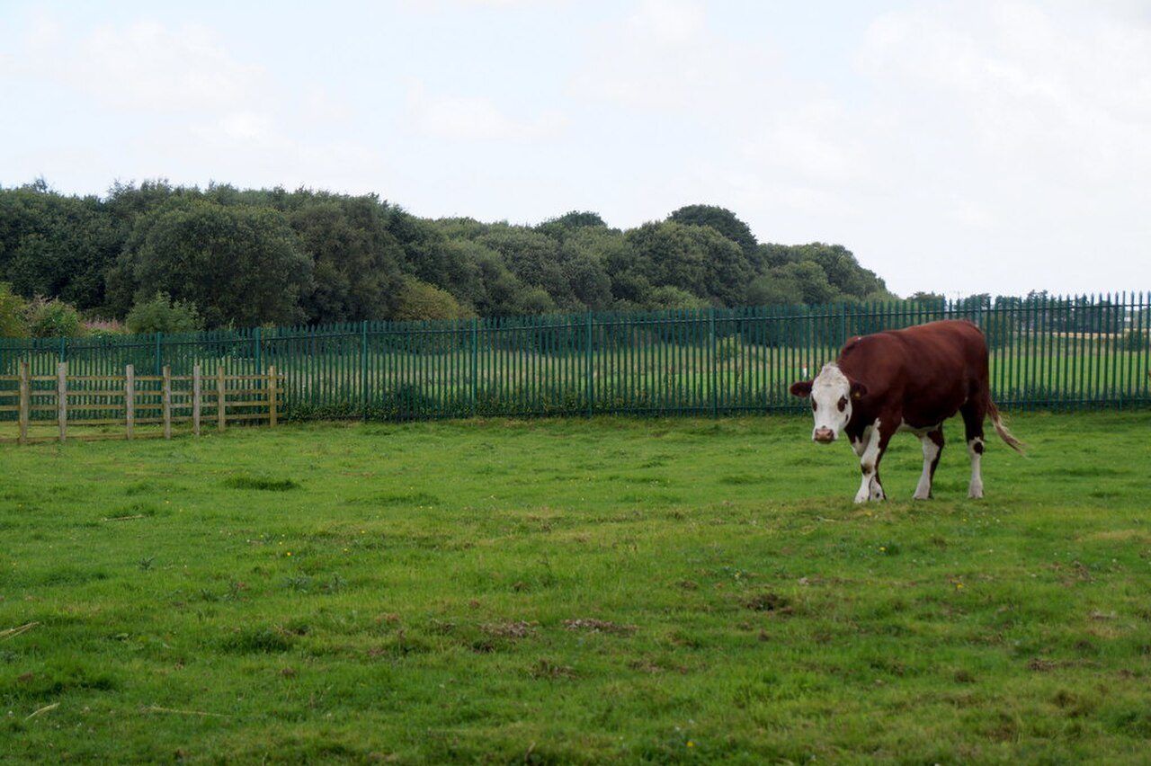 A cow in a field at Acorn Farm, Kirkby
