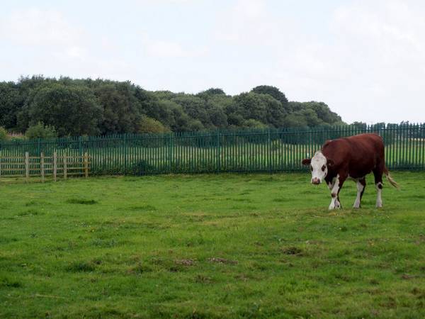 A cow in a field at Acorn Farm, Kirkby