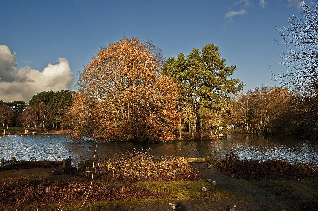 Autumn trees around the lake in Calderstones Park
