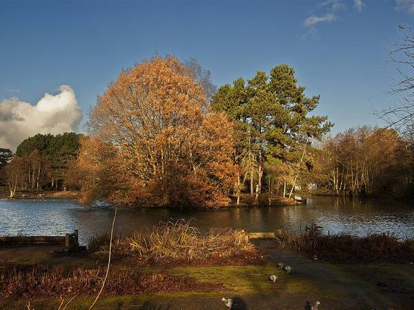 Autumn trees around the lake in Calderstones Park