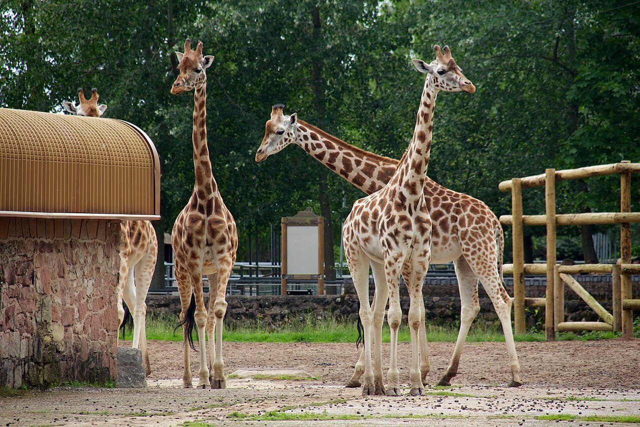 Three giraffes outside their house at Chester Zoo