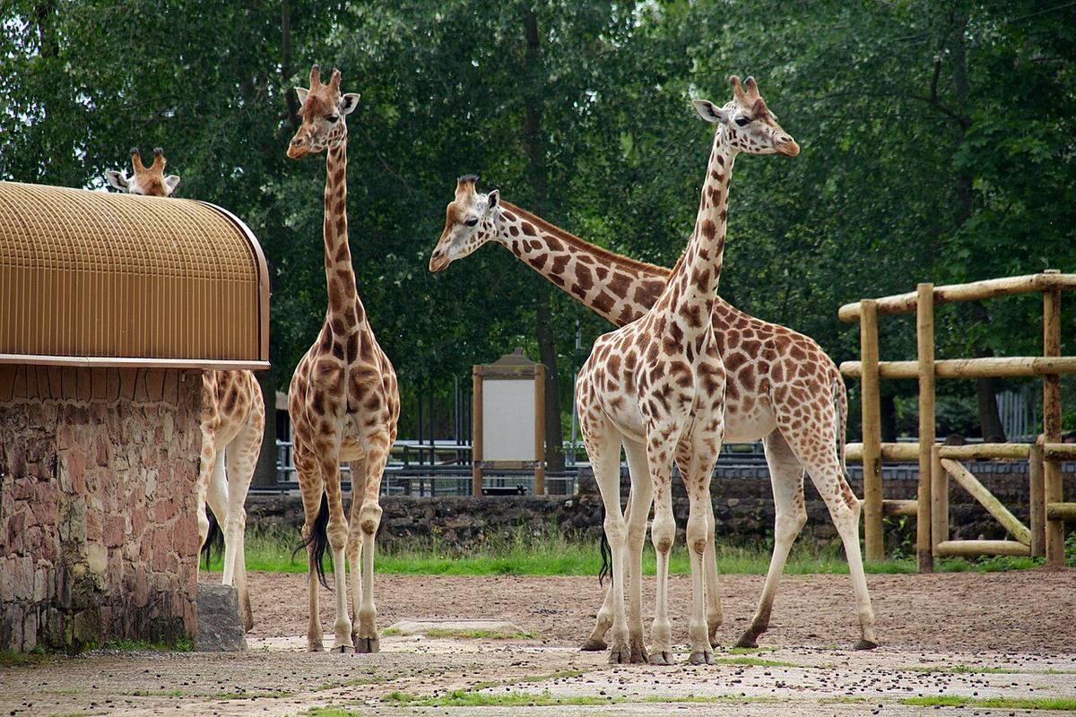 Three giraffes outside their house at Chester Zoo