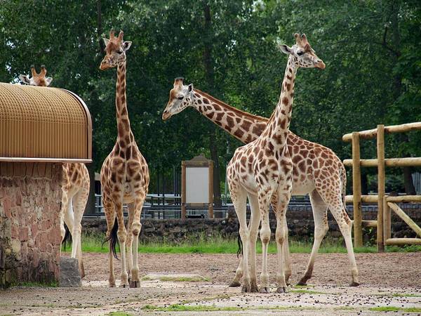 Three giraffes outside their house at Chester Zoo