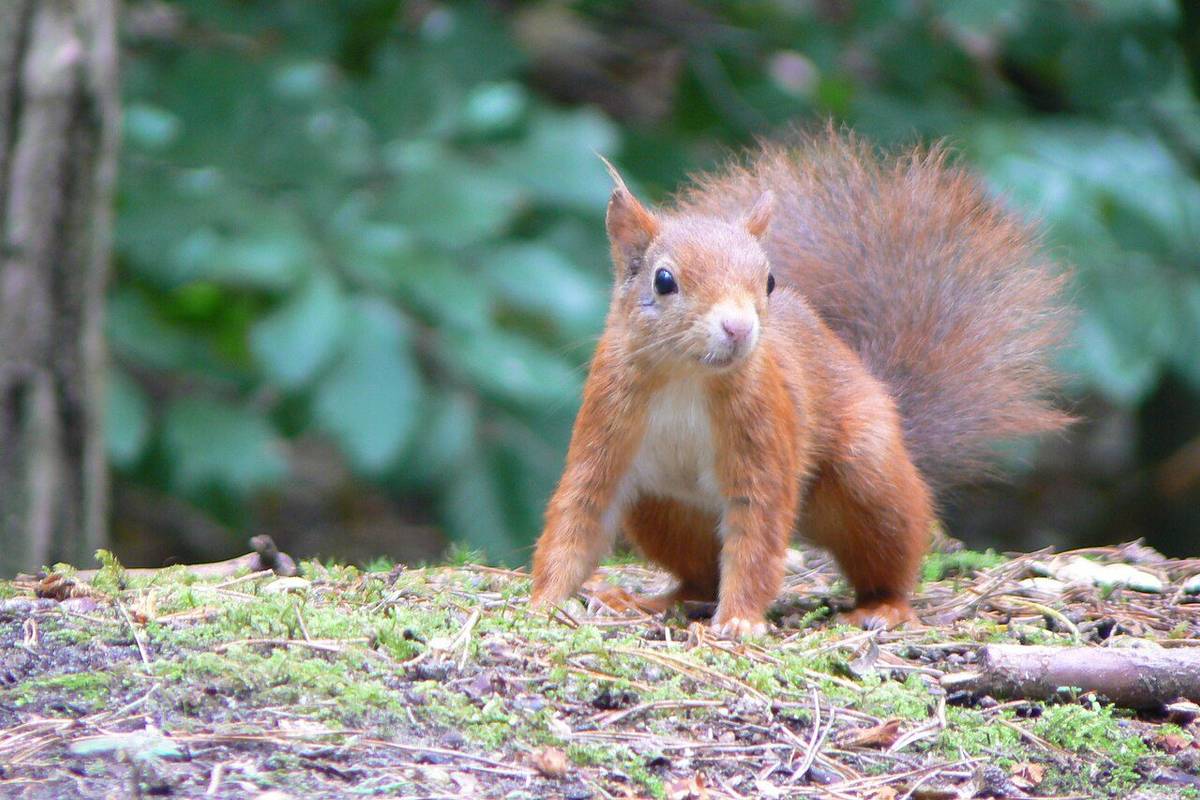 A red squirrel on the woodland floor at Formby