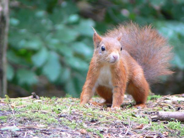 A red squirrel on the woodland floor at Formby