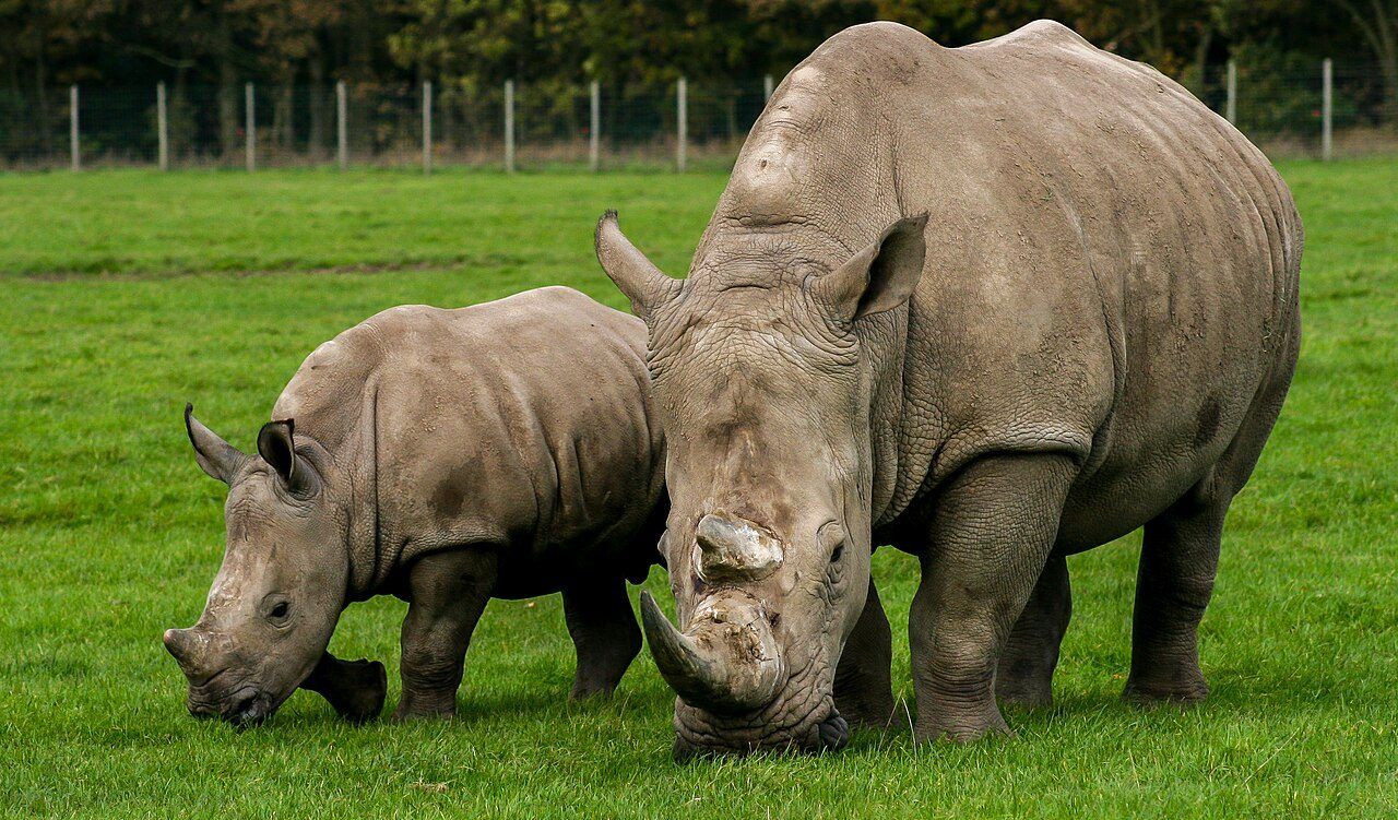 Two white rhinos grazing at Knowsley Safari