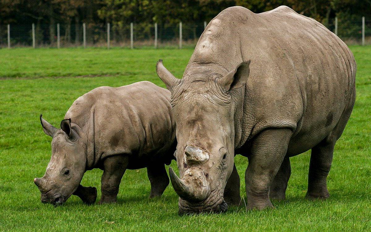 Two white rhinos grazing at Knowsley Safari