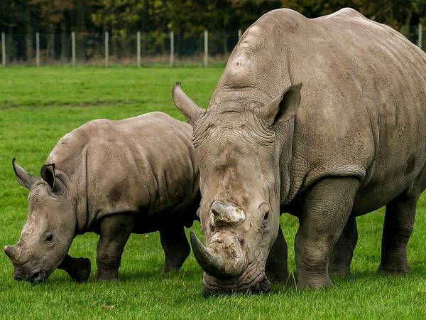 Two white rhinos grazing at Knowsley Safari