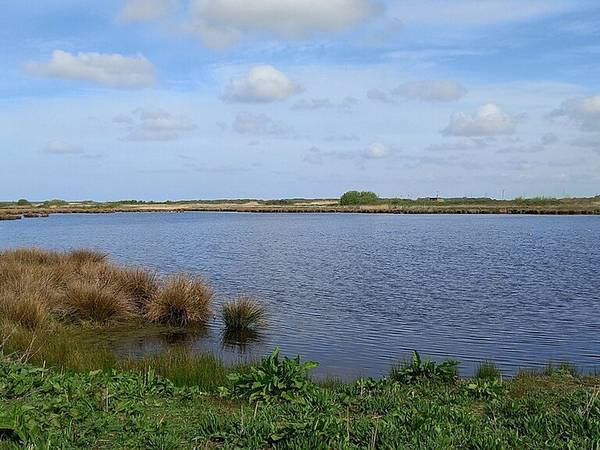 Wetland pool at Lunt Meadows Nature Reserve