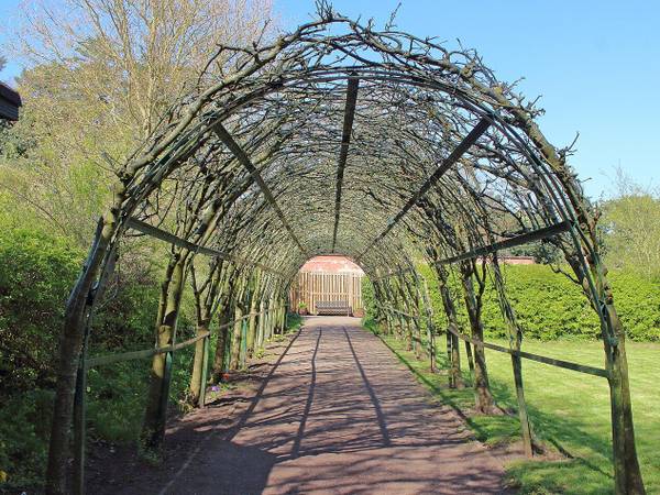 The laburnum arch in the walled garden at Royden Park